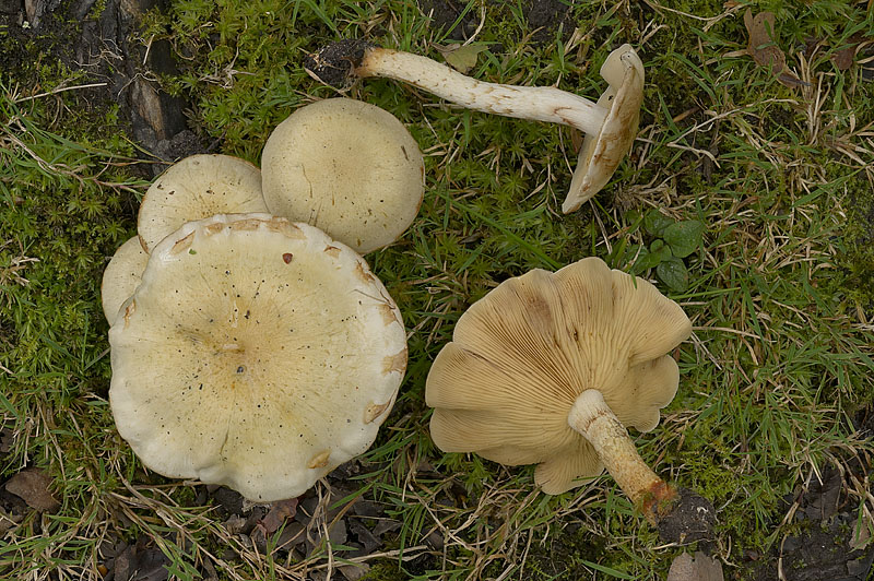Pholiota gummosa